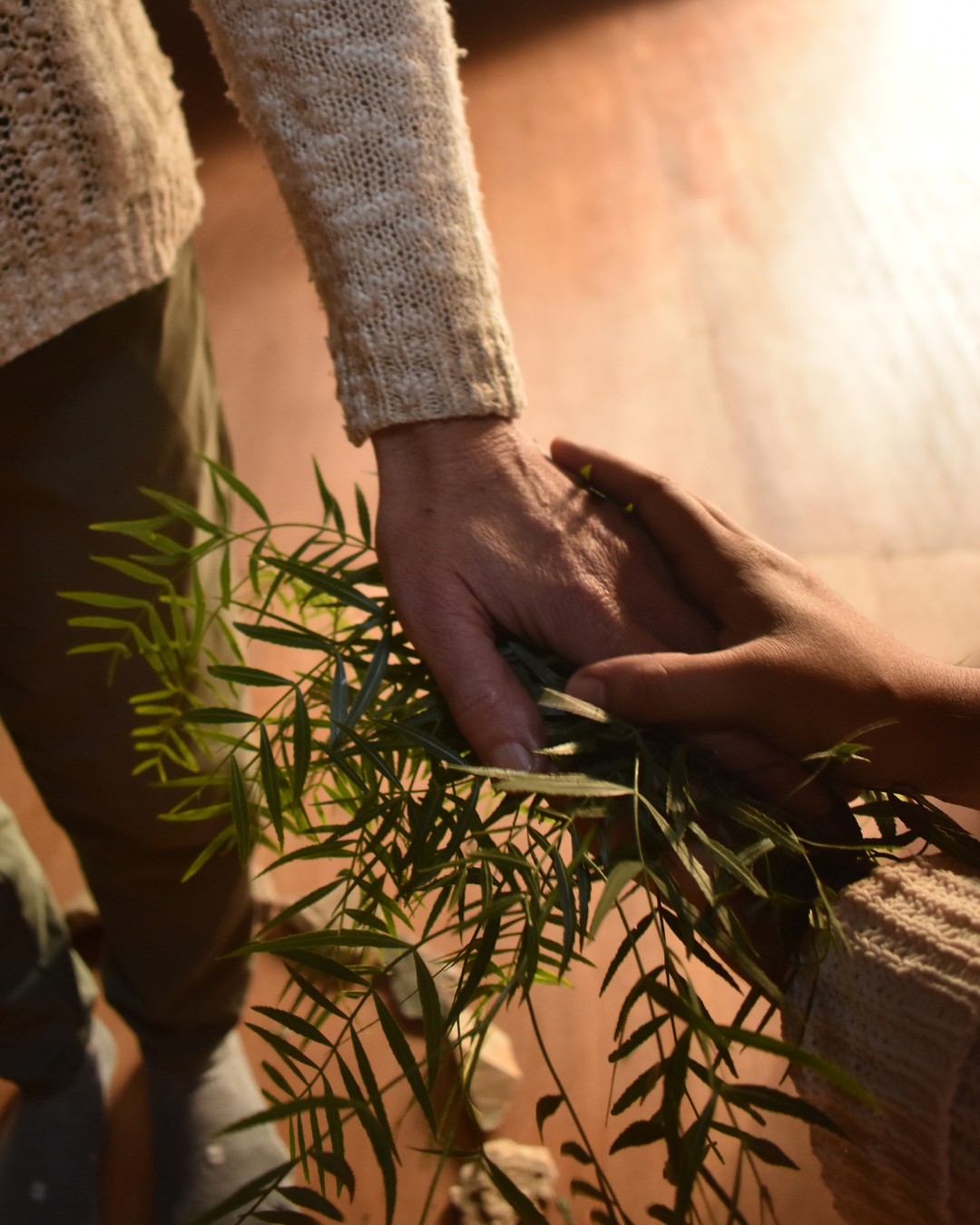 Hierbas y aceites usados en un Ritual Herbal de Restauración